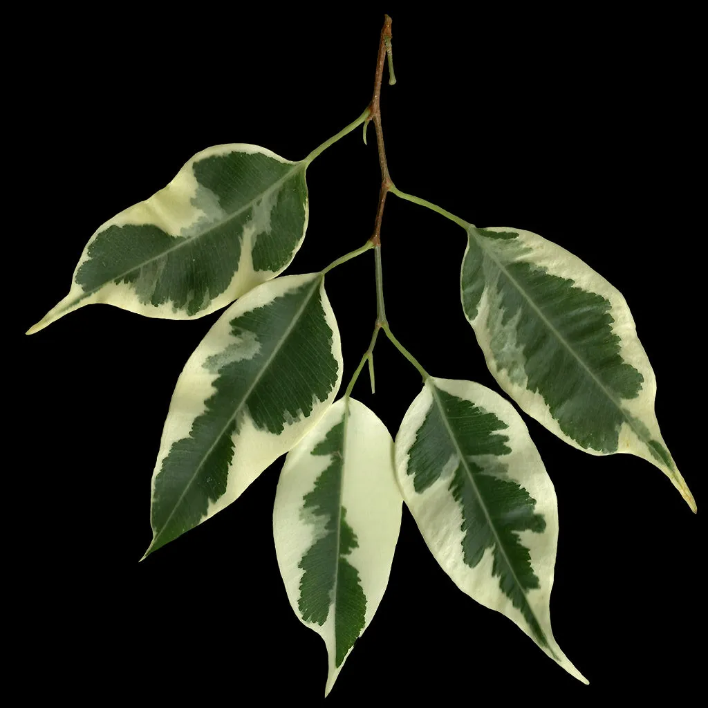 Faux Variegated Ficus Tree