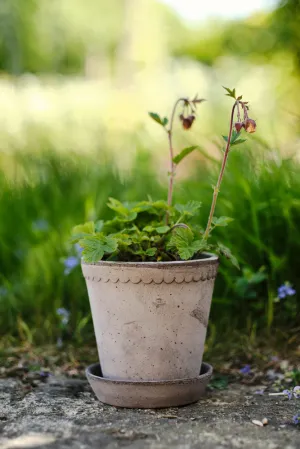 Helena Pot|Grey|8.5cm