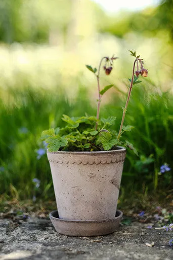 Helena Pot|Grey|8.5cm