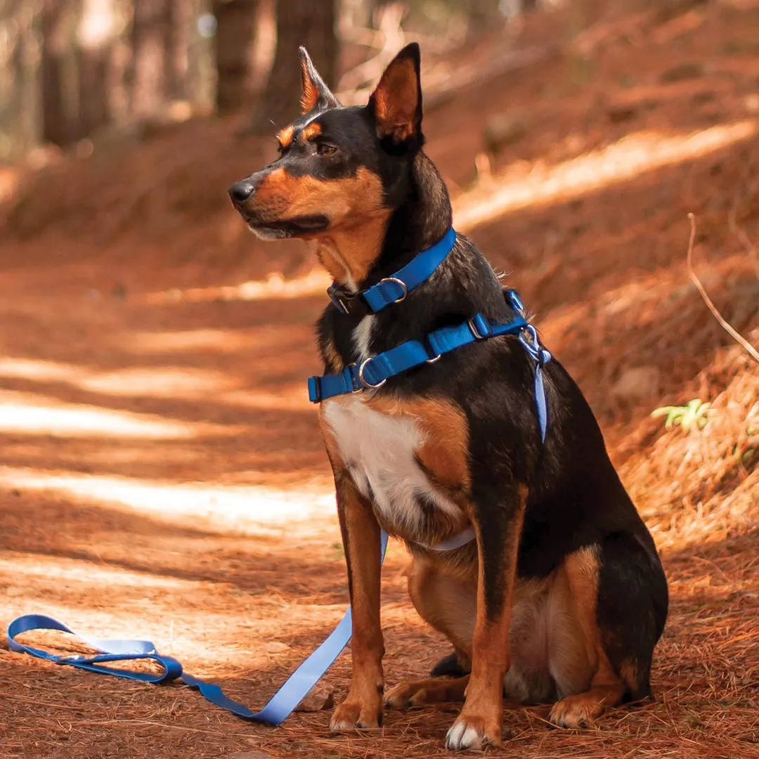 Horizon RNT No-Pull Training Harness