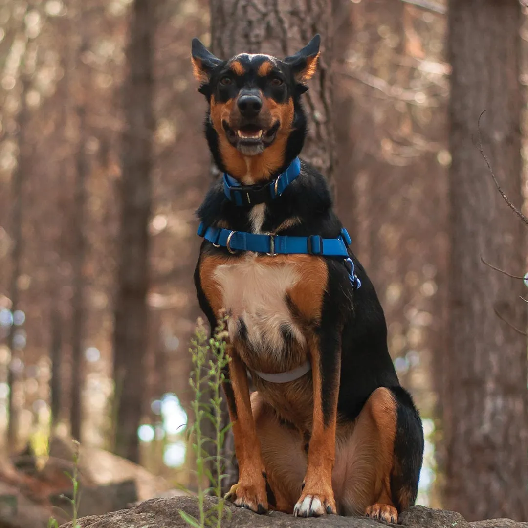Horizon RNT No-Pull Training Harness