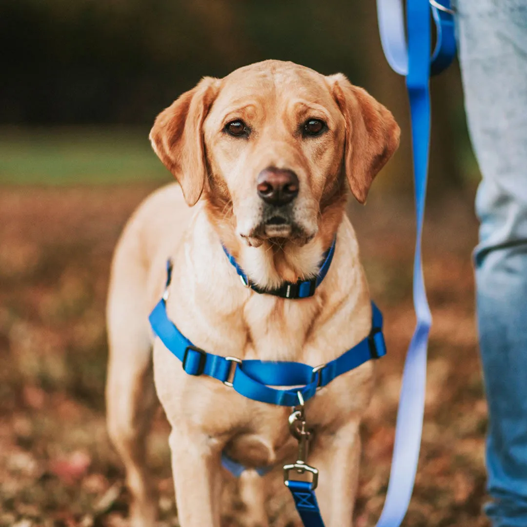 Horizon RNT No-Pull Training Harness