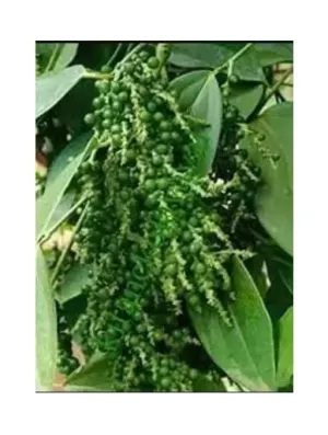 Live Black Pepper Plant with Cocopeat & Flower Vase SAMARIYA Plants Nursery