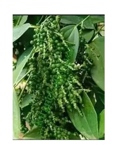 Live Black Pepper Plant with Cocopeat & Flower Vase SAMARIYA Plants Nursery
