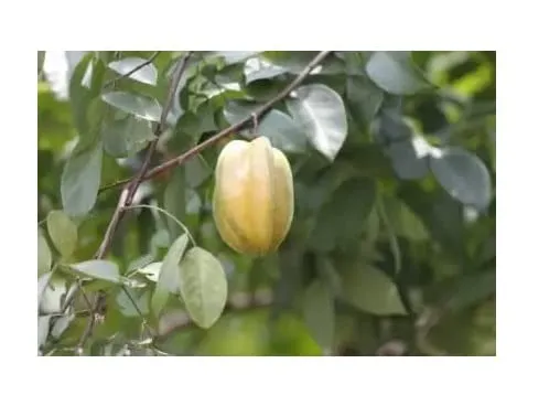Live Black Pepper Plant with Cocopeat & Flower Vase SAMARIYA Plants Nursery