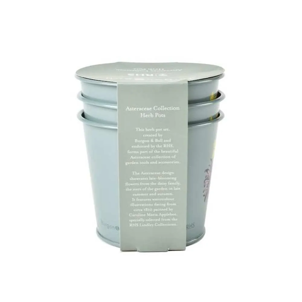 RHS Gift Herb Pots Set of 3- Asteraceae