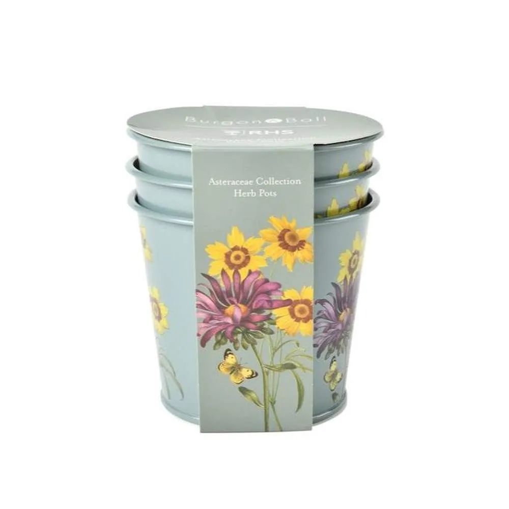 RHS Gift Herb Pots Set of 3- Asteraceae
