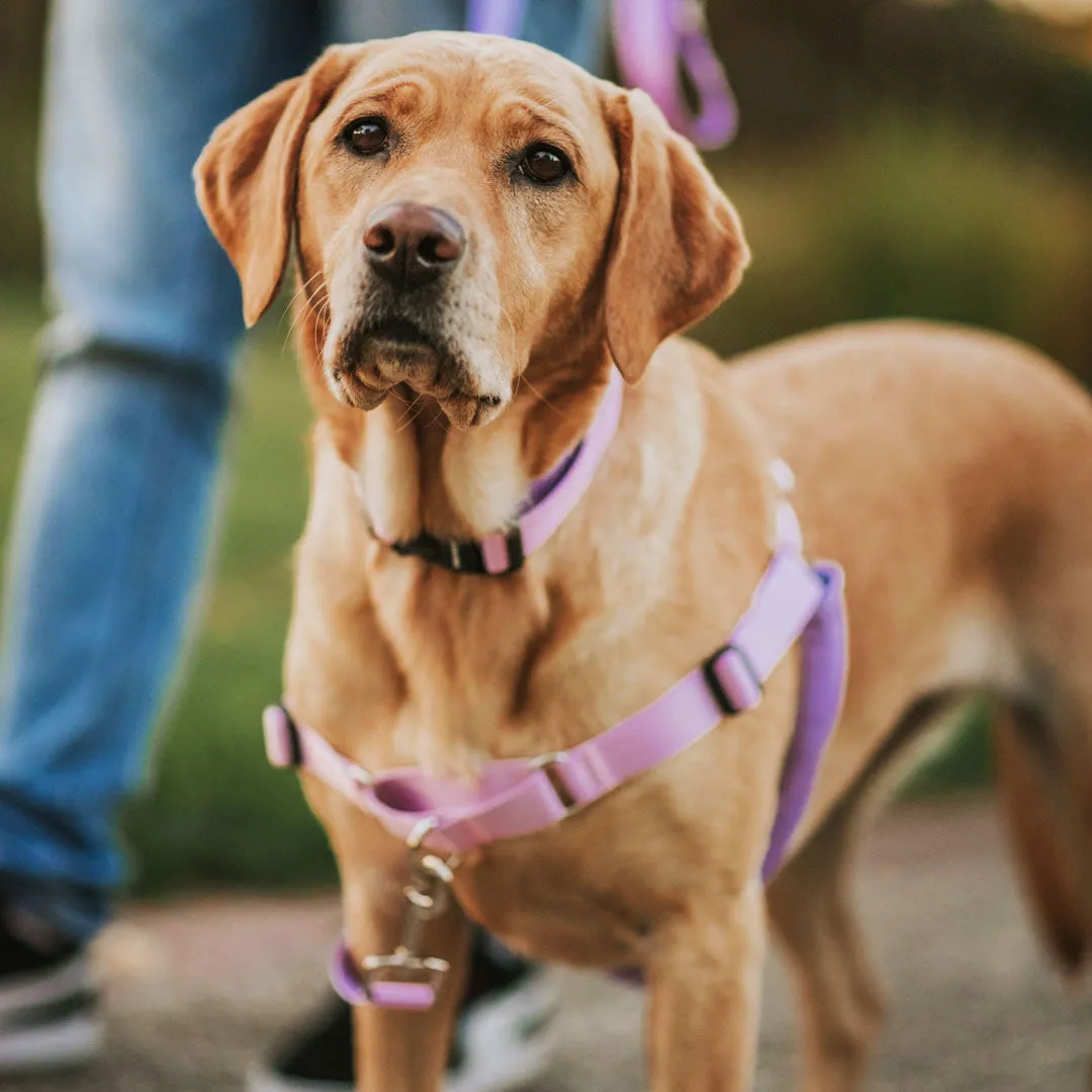 Sorbet RNT No-Pull Training Harness