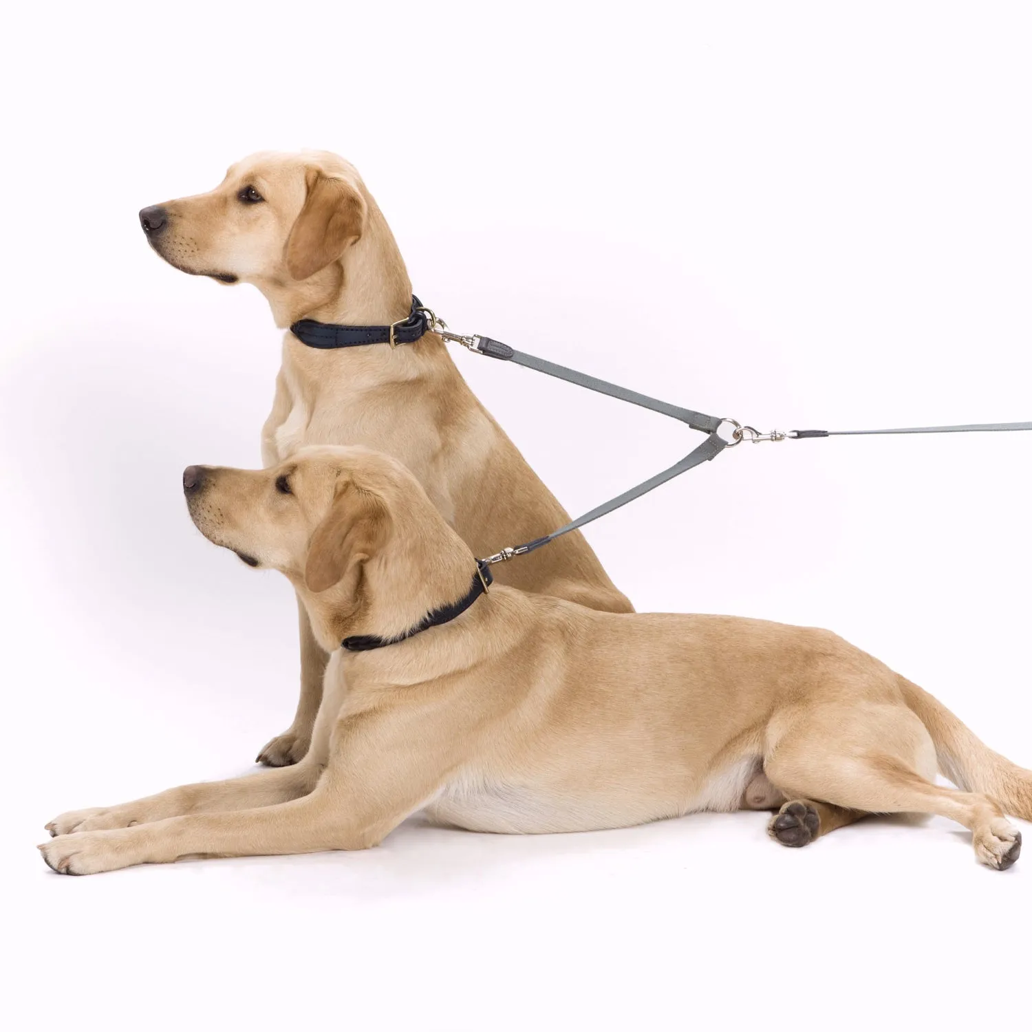 Split Ends Dog Lead