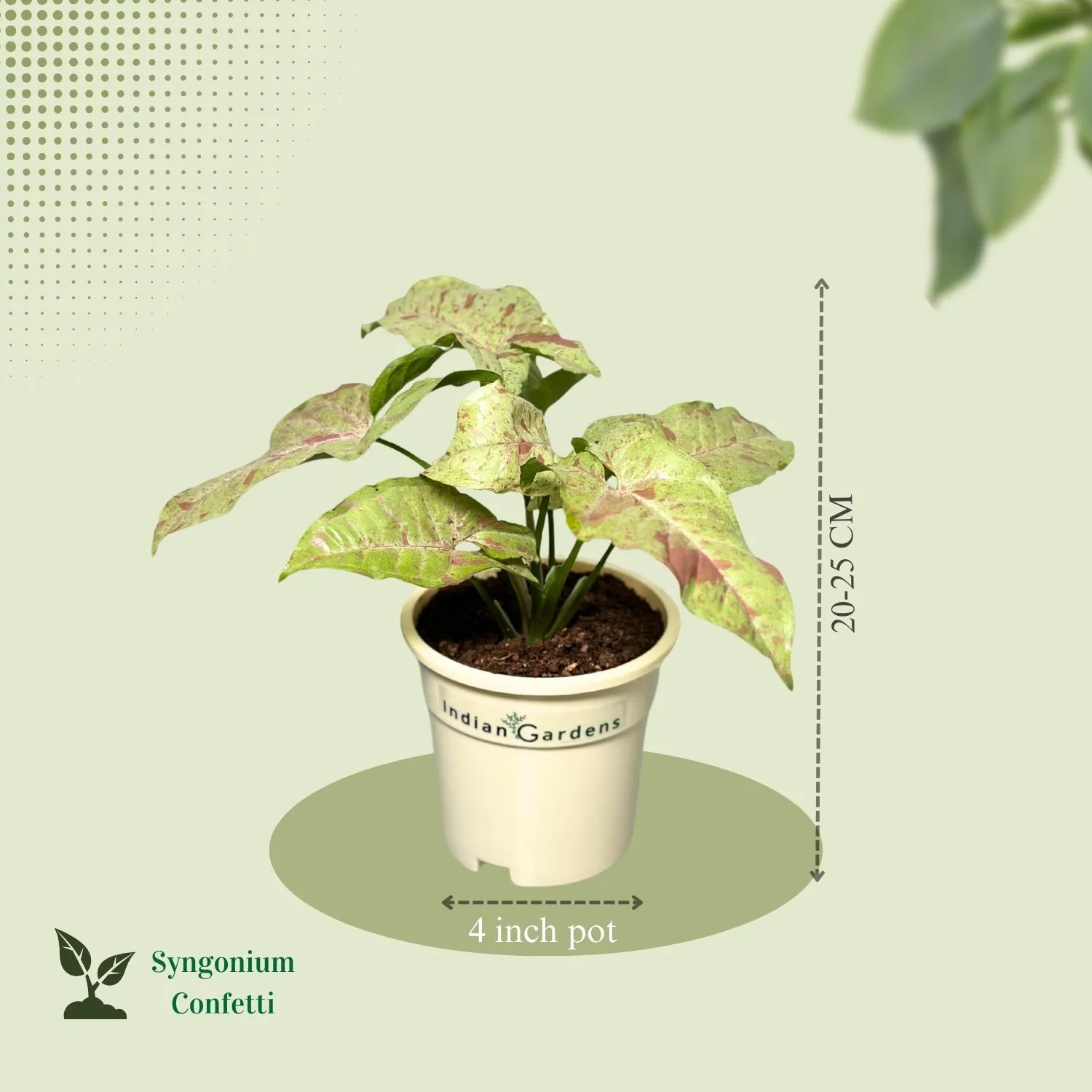 Syngonium Confetti with Premium Pot Indoor Plant