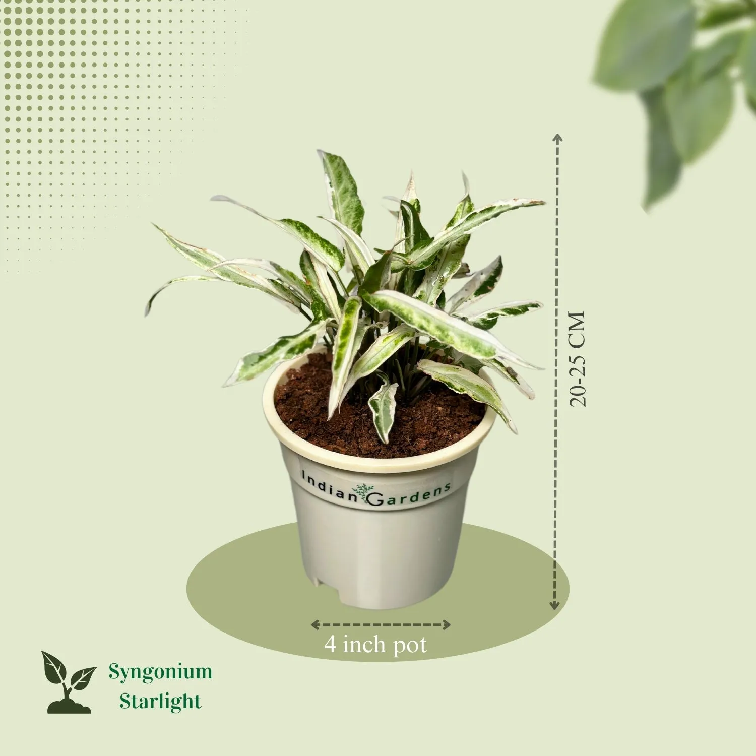 Syngonium Starlight with Premium Pot Indoor Plant