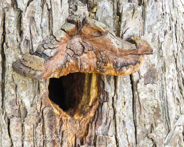 Woodpecker cavity with bark awning, Texas