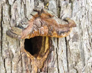 Woodpecker cavity with bark awning, Texas
